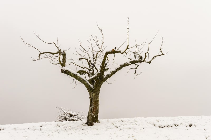 Pruning