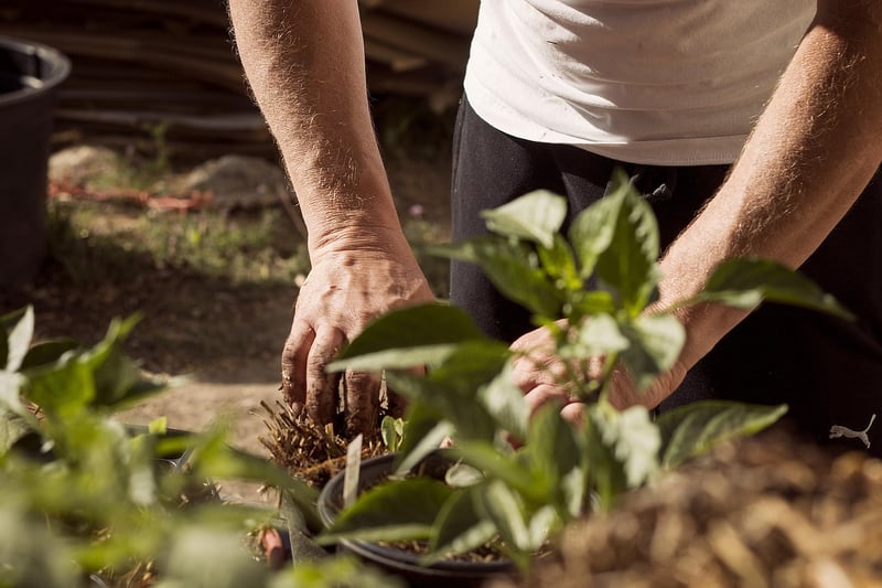 Compost in a garden