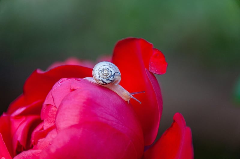 Garden Snail