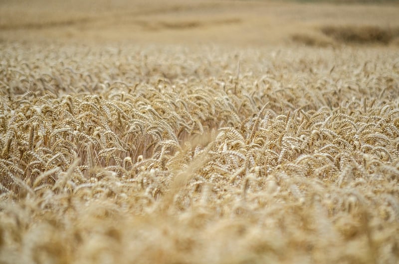 Harvested Crops